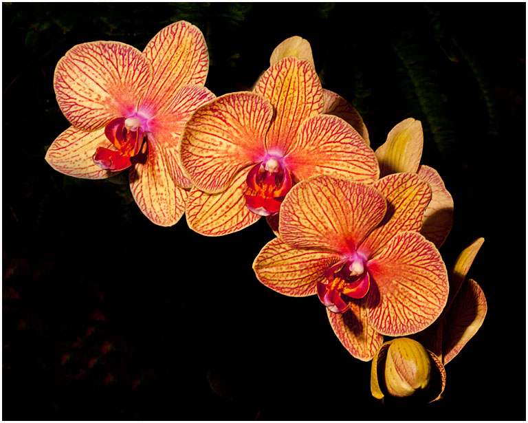 Phalaeopsis baldans kaleidoscope no 1 pres s